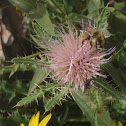 Thistle Flower
