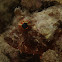 Scorpionfish