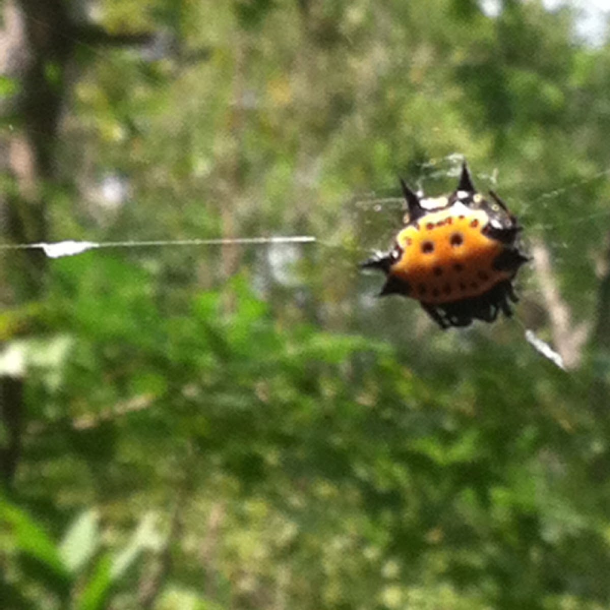 Spiny backed orb weaver