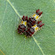 Mottled Cup Moth (caterpillars)