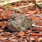 Mourning dove baby
