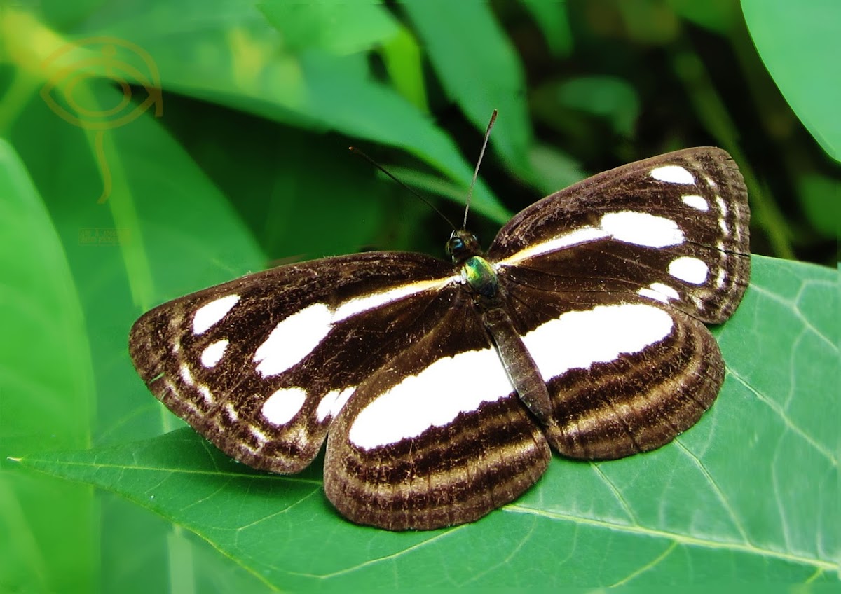 Lascar Butterfly