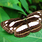 Lascar Butterfly