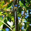 Regal Darner Dragonfly