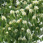 lot of white flower on a tree