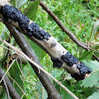 Black Witches Butter