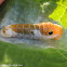 Spicebush swallowtail (2nd Instar)