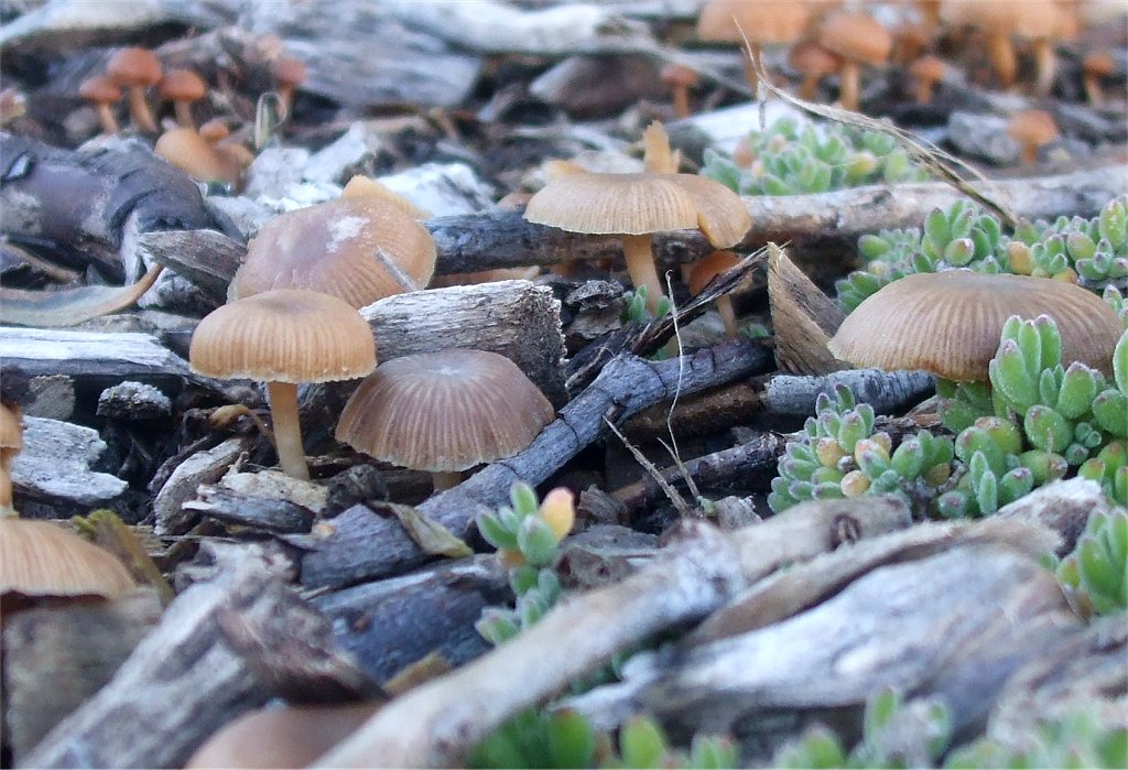 Cortinarius fungi