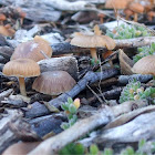 Cortinarius fungi