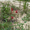 Salvia roemeriana 