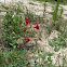Salvia roemeriana 