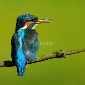 Kingfisher by Bob Rawlinson - Animals Birds