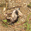Virginia Opossum (dead)