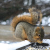 Fox Squirrel