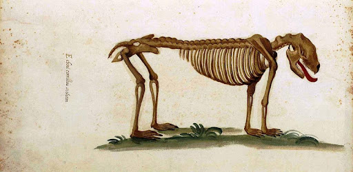 Animal Anatomy and Physiology -  apk apps