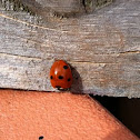 7 Spot Ladybird
