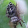 8 spot jumping spider in web bivouac
