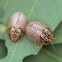 Tortoise leaf beetle