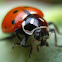 Convergent lady beetle