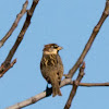Spanish Sparrow; Gorrión Moruno