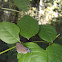 Red banded hairstreak