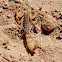 Palestine yellow scorpion