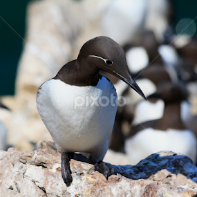 guillemont by Jozef Svintek - Animals Birds