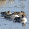 Northern Pintail Ducks (2 pair)