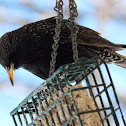 Common Starling, European Starling