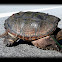 Florida snapping turtle