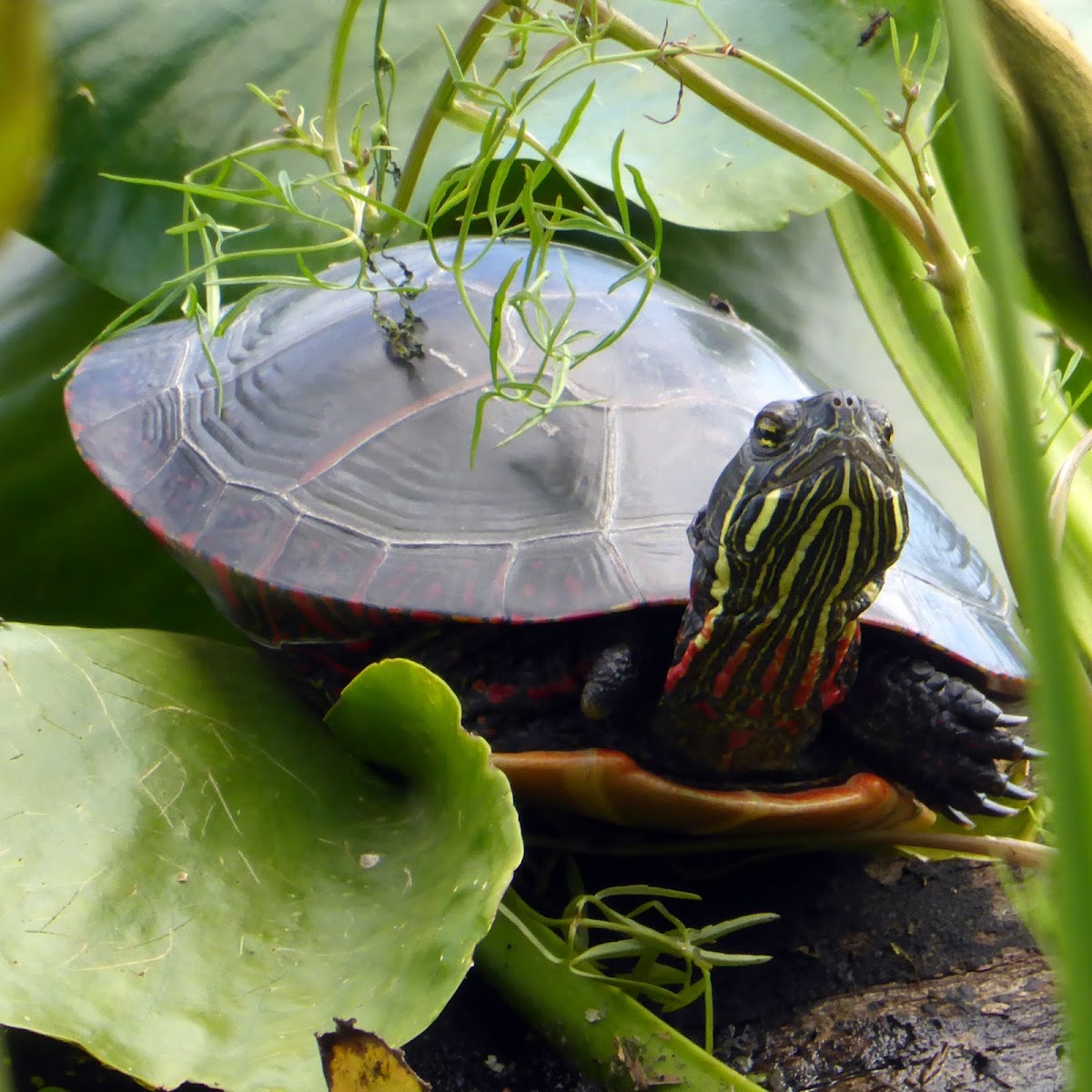 Midland Painted Turtle