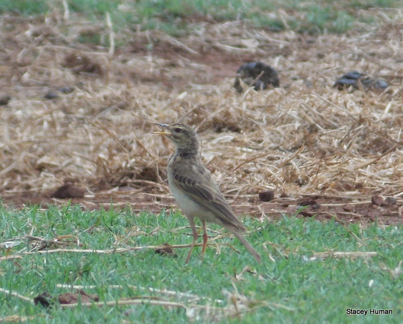 African pipit