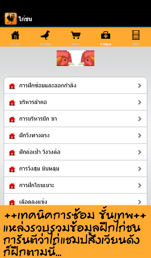 【免費運動App】ไก่ชน ตลาด สินค้า ข่าวสาร-APP點子