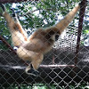 Lar gibbon [white-handed Gibbon]