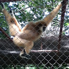 Lar gibbon [white-handed Gibbon]