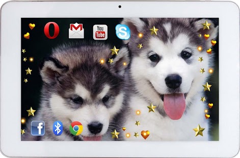 Husky Puppies live wallpaper