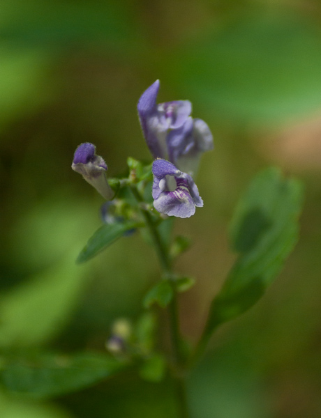 Skullcap