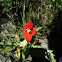 Cardinal monkey flower