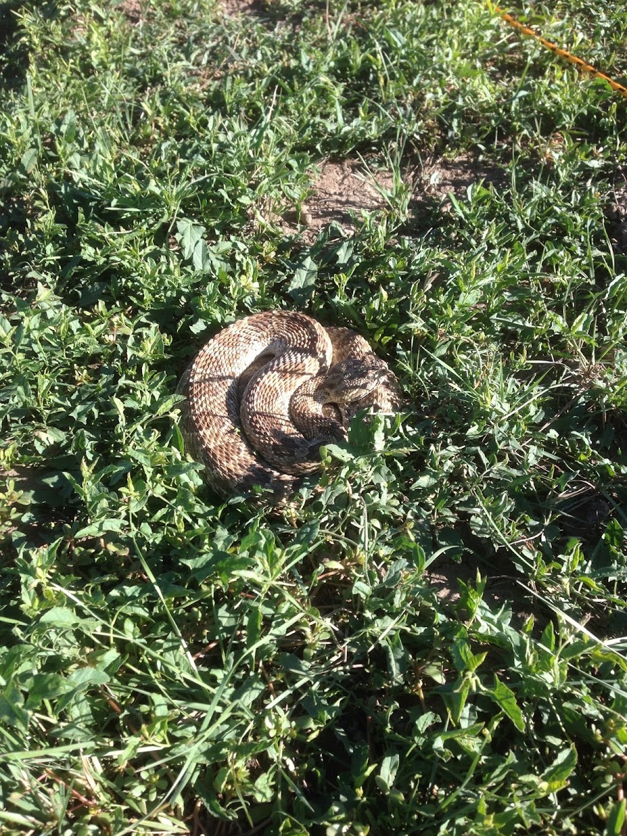 Prairie rattlesnake