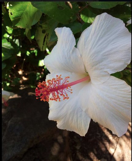 white hibiscus flower