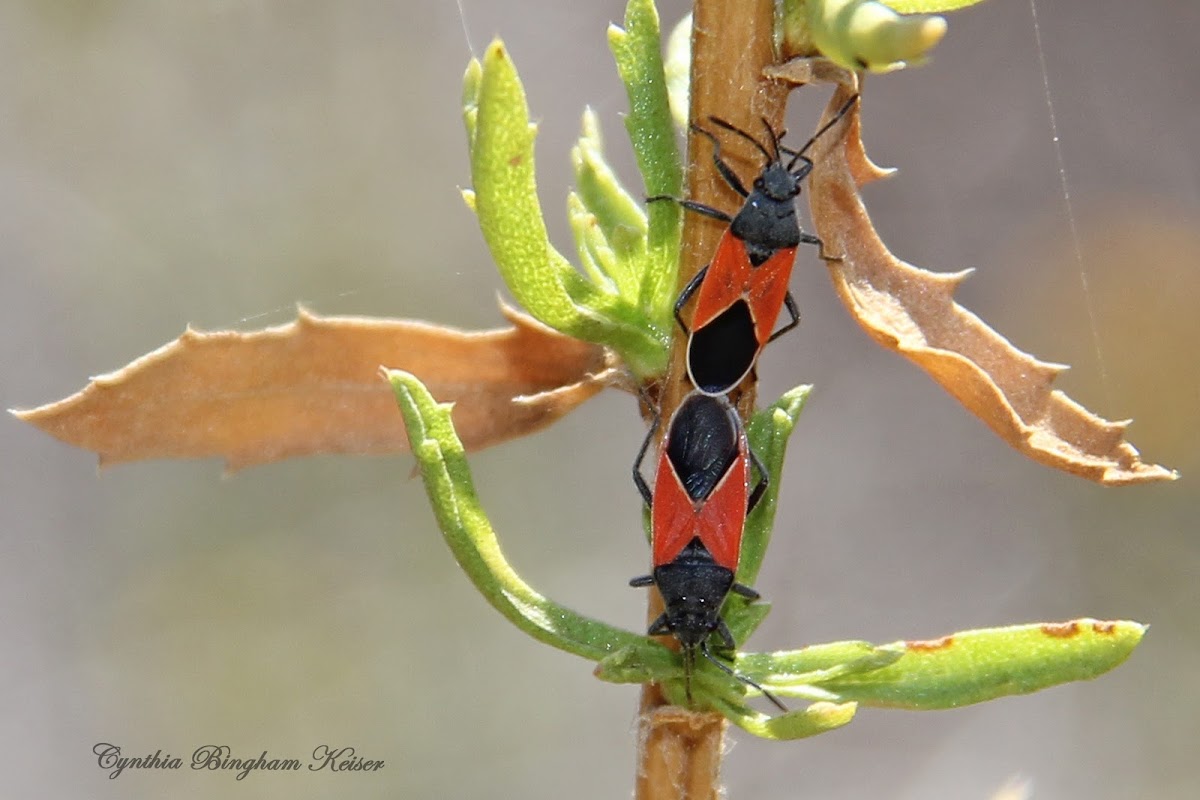 Redcoat Seed Bug