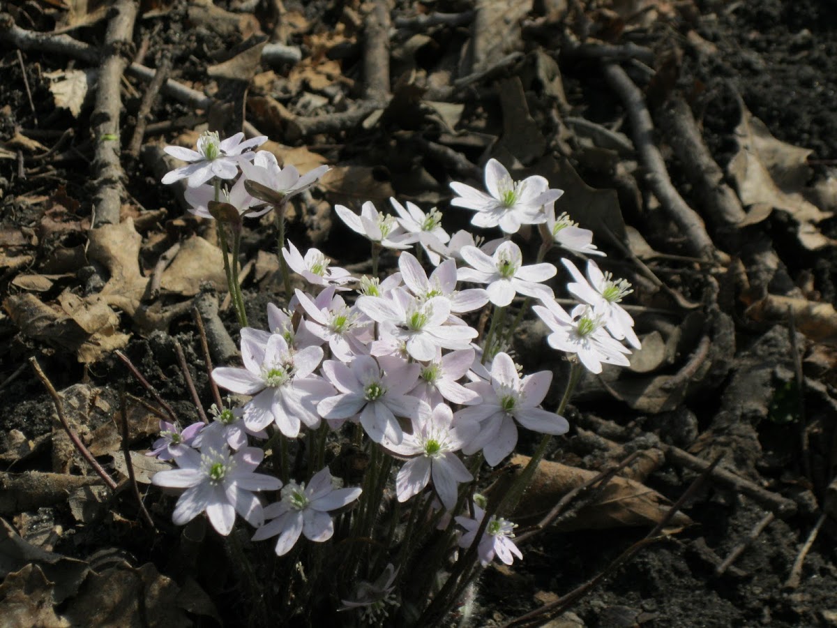 Hepatica