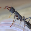 Inch Ant, Bull ant