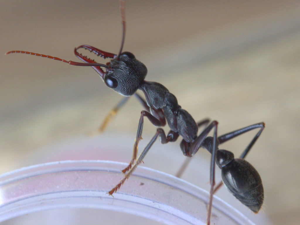 Inch Ant, Bull ant