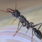 Inch Ant, Bull ant