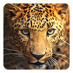 Cover Image of Unduh Wild animals Live Wallpaper 3.0 APK