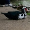 Domestic Muscovy Duck