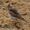 Crested Lark