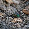 Rainbow Scarab Beetle AKA Dung Beetle