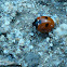 Lady bug